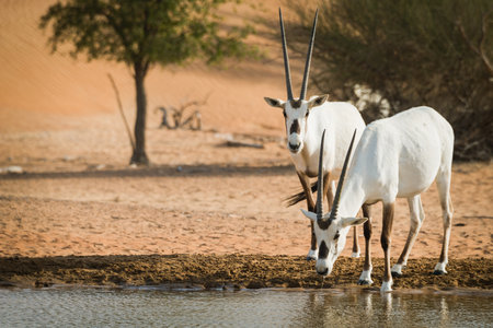 Arabian Oryx at waterhole, al maha, dubaiの写真素材