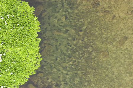 River plants shooted from top. suitable for covers, backgrounds and similar. photo can be rotated in any direction so the green border can be placed on left, top, right or bottom side. space for textの写真素材