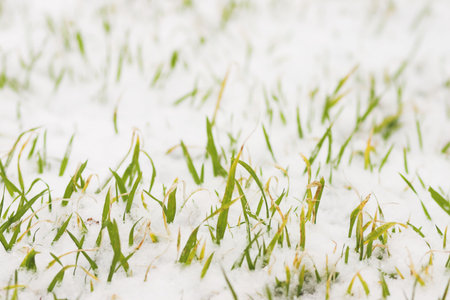 frozen grass in snowの写真素材