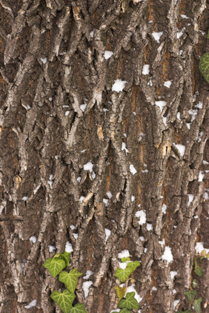 bark texture with leavesの写真素材