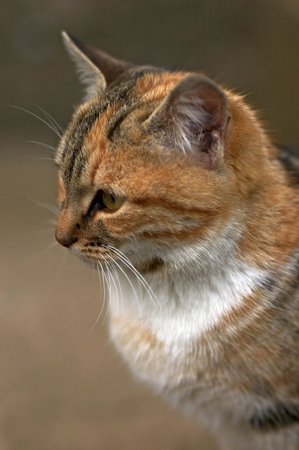 Portrait of cat with shallow fepth of fieldの写真素材