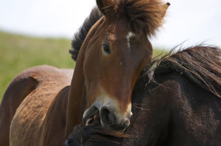 Horses playing in a grazing. Space for text. の写真素材
