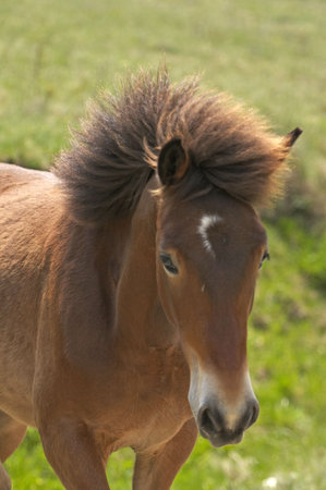 Foal running on a meadowの写真素材