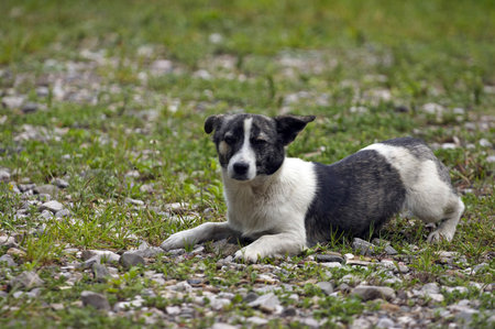 Cute puppy crawling in parkの写真素材