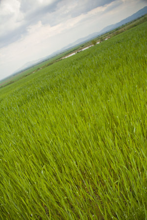 Wheat field with cloudy sky, shallow DOF. Tilted shotの写真素材