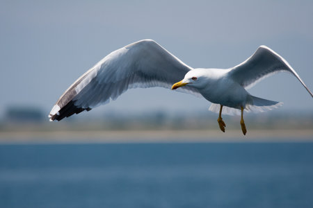Herring gull in a flight  Out of focus background  Freedom ot tourism sceneの写真素材