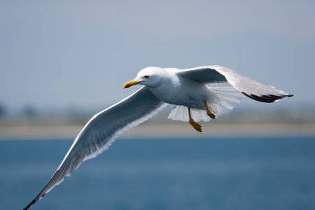 Sea gull flying over  Shot in diagonal composition の写真素材