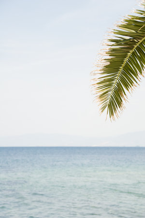 Great summer photo with sea and sky in defocus. Palm tree leaf is in foreground and in focus. Great for copyspace needs.の写真素材