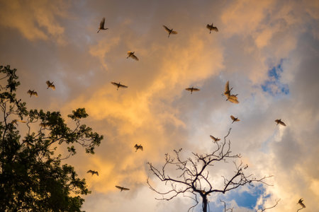 Birds in the skyの写真素材