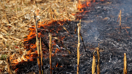 Fire burning on the dried cornfield の写真素材