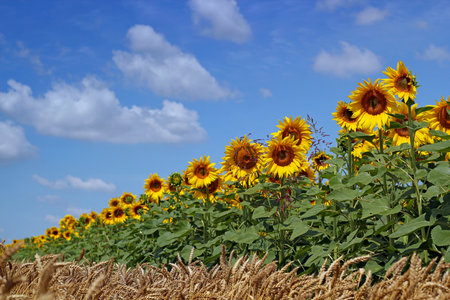 Blooming Field Of Sunflowers On Blue Skyの写真素材
