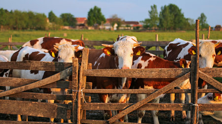 Cows in Pasture at Sunsetの写真素材