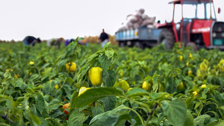 Farm Workers Harvesting Yellow Bell Pepperの写真素材