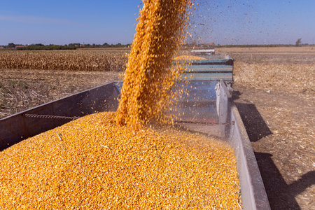 Pouring Corn Grain Into Tractor Trailer