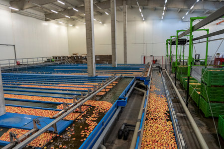 Apple Pre-Sorting Lines With Flow Of Apples Through Apple Flumes. Apple Receiving And Processing In...