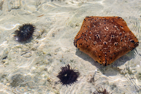 a nice view of Zanzibar seashell,Tanzania.の写真素材