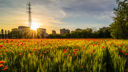 a nice view of field of grain and poppies  in Milano city at sunsetの写真素材