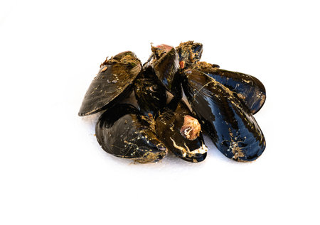 In the picture a set of black mussels still dirty resting on white polystyreneの写真素材