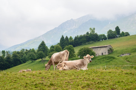 In the picture of cows grazing in the mountains on the Italian Alps in the Valley Seriana  Bergamoの写真素材