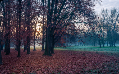 Autumnal cold morning on meadow with hoarfrost on plants and beautiful colors at sunrise,Italy near Milan.の写真素材