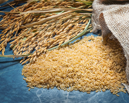Brown rice uncooked in a bag with a pile of brown rice and spike rice on table background.の写真素材