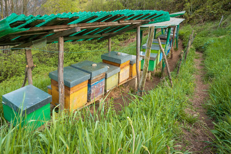 Bee hives on meadow in countryside of Italy,Bergamo(Seriana valley}The houses of the bees are placed on the green grass in the mountains. Private enterprise for beekeeping.  Honey healthy food products.の写真素材