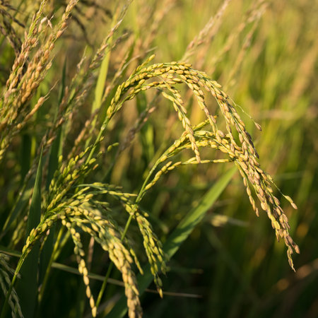 Close up of golden ear of rice getting ripe on paddy rice field, North Italy.