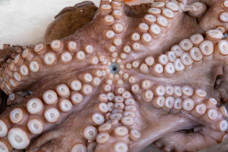 Whole frozen octopus on ice background close up.の写真素材