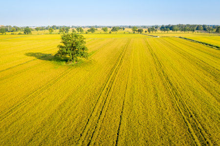 Aerial view of rice fields, North of Italy.Lombardy.の写真素材