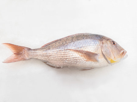 A big dentex in a fish market on ice. Common dentex (Dentex dentex).の写真素材