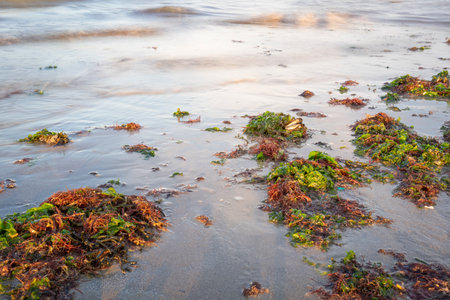 Aerial shot of sandy beach with umbrellas, typical adriatic shore.Summer vacation concept.Lido Adriano town, Adriatic coast, Emilia Romagna, Italy.の写真素材