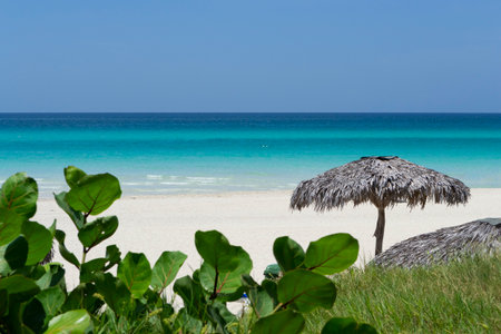 Wonderful white sandy beach, tropical plant, wooden parasol and Caribbean sea, Varadero at sunny day, Cubaの写真素材