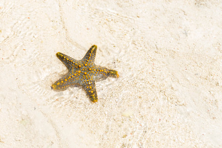 Starfish on shore at beautiful beach on sunny day, yellow starfish, starfish on sandy background, copy-space.の写真素材