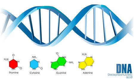 DNA vectorのイラスト素材