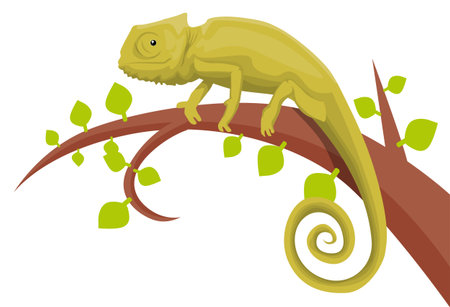 Chameleonのイラスト素材