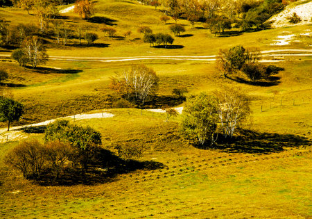 Trees on the hillの写真素材