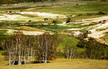 Trees on the hill