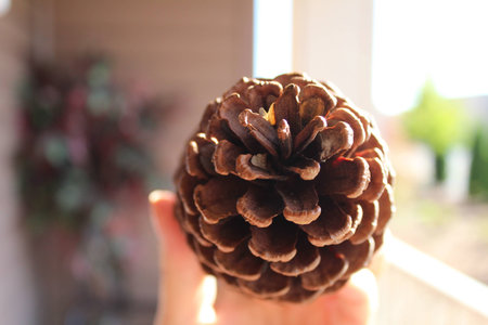 Pinecone in Hand