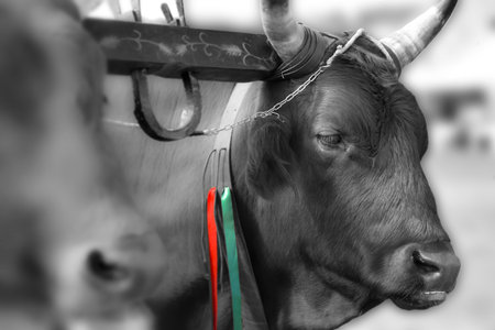 Italian cow in the rural farm, yoke of oxen in organic farmingの写真素材