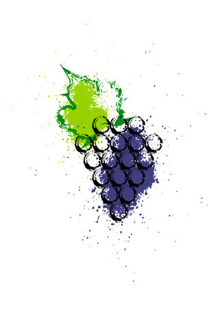 Vector illustration colorful and grapes vine icon. Abstract splash style watercolor with grape berries. Design concept for wine labels, wine lists, menus, alcohol drinks packages. Fruit Isolated or whiteのイラスト素材