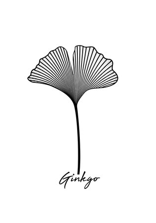 Ginkgo biloba leaf isolated on white background. Hand drawn leaves. Logo design vector black and white botanical illustrationのイラスト素材