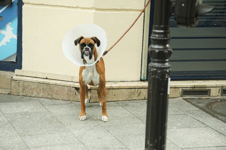 a nice dog wearing a cone of shame from a vet