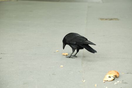 Black crow, Corvus corone, common crow eating bread