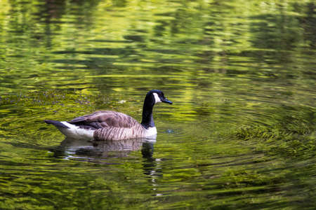 A floating duck on green shining water.の写真素材