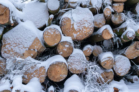 Cut logs covered with snow. Logs in a snow covered forest, firewood for a stove, the work of a lumberjack.の写真素材