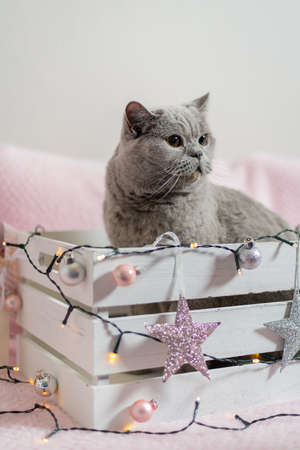 Cute gray British shorthair cat in a Christmas gift box. Cat as a gift, Christmas mood.の写真素材