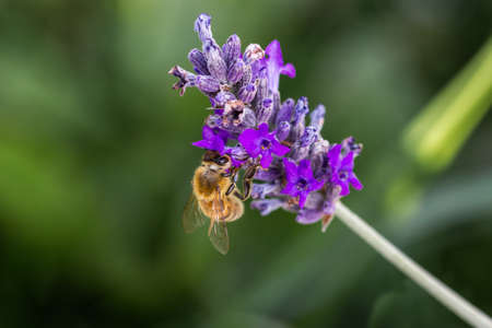 Bee on a lavender flower. Closeup view of a bee pollinating a lavender blossom in summer.