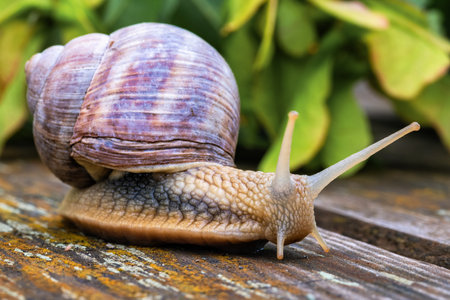 Close-up of a crawling Roman snail (Helix pomatia) on a background of wood with leaves in the background.の写真素材