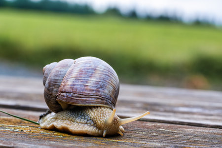 Close-up of a crawling Roman snail (Helix pomatia) on a background of wood with meadow in the background.の写真素材