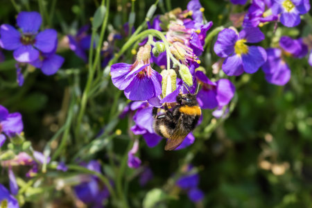 Bumblebee collecting nectar on a purple blossom of a flowerの写真素材